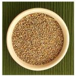 pearl millet